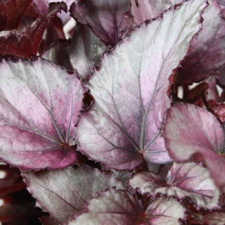 Begonia MAORI HAZE [2]