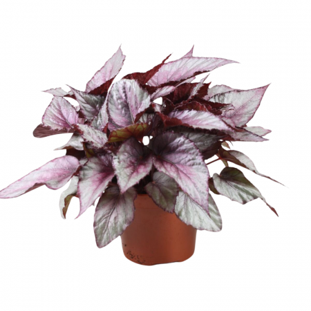 Begonia - Begonia MAORI HAZE