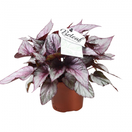 Begonia MAORI HAZE [1]