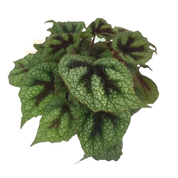 Indoor plants - Begonia masoniana (Iron Cross)