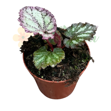Begonia 'Pink Panther' D8cm — frunze argintate-roz iridescente [3]