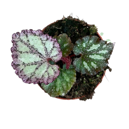 Begonia 'Pink Panther' D8cm — frunze argintate-roz iridescente [2]