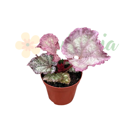 Plante speciale - Begonia 'Pink Panther' D8cm — frunze argintate-roz iridescente