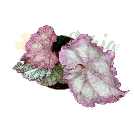 Begonia 'Pink Panther' D8cm — frunze argintate-roz iridescente [1]