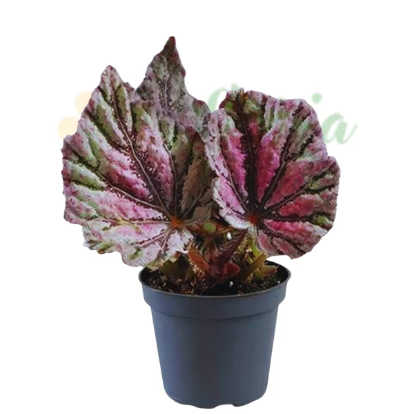 Indoor plants - Begonia rex 'Dew Drop'