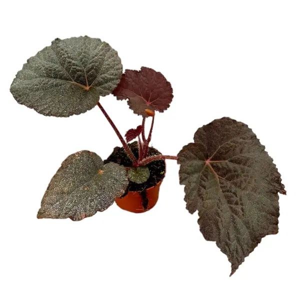 Begonia - Begonia 'Taconite'