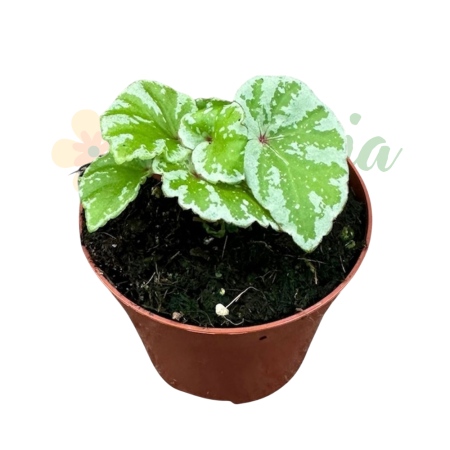 Plante speciale - Begonia 'Temuyuk Silver' D8cm — frunze argintate din Borneo