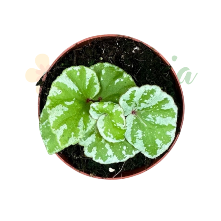 Begonia 'Temuyuk Silver' D8cm — frunze argintate din Borneo [1]