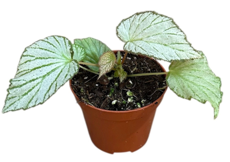Begonia - Begonia Two Face - begonie decorativă de interior cu frunziș bicolor verde și bordo