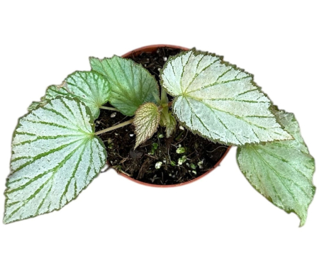 Begonia Two Face - begonie decorativă de interior cu frunziș bicolor verde și bordo [1]