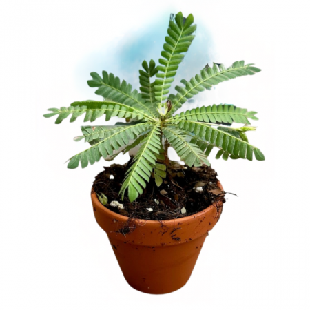 ... Alte plante de interior - Biophytum sensitivum