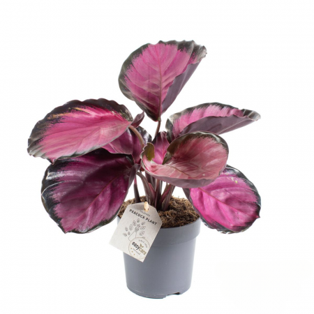 Calathea Roseopicta în ghiveci - frunze mov cu dungi roz [1]