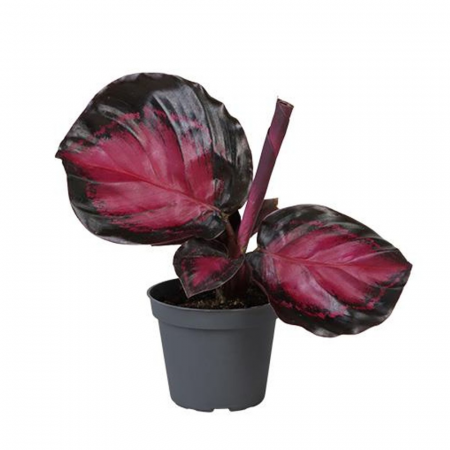Calathea, Maranta & Ctenanthe - Calathea Roseopicta în ghiveci - frunze mov cu dungi roz