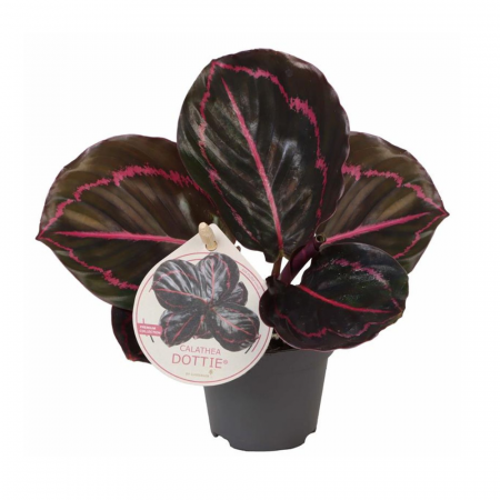 Noutăți - Calathea Dottie în ghiveci - frunze închise cu desen roz