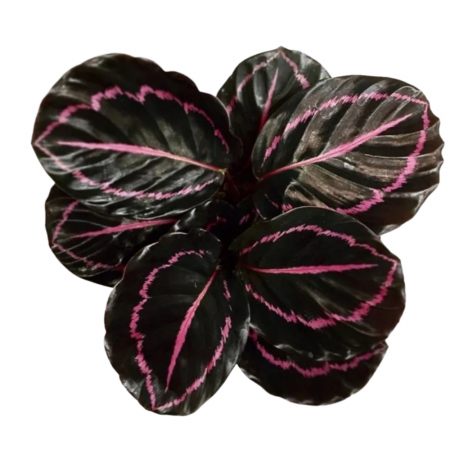 Calathea Dottie în ghiveci - frunze închise cu desen roz [1]