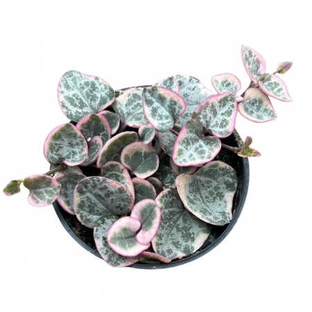 Ceropegia woodii 'Variegata' [1]