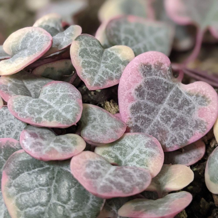 Ceropegia woodii 'Variegata' [2]