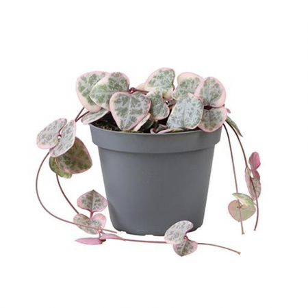 Ușor de întreținut - Ceropegia woodii 'Variegata'