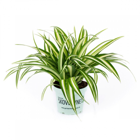 ... Alte plante de interior - Chlorophytum comosum 'Variegatum'