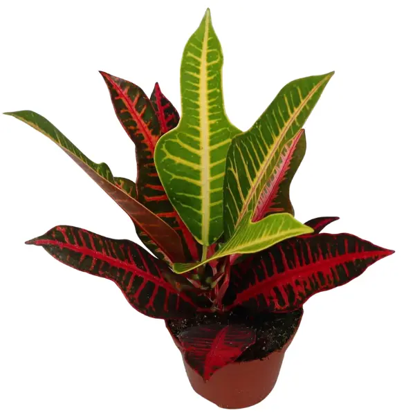 Plante de interior - Codiaeum variegatum 'Nervia'