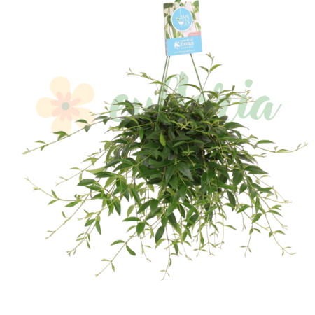 Ușor de întreținut - Codonanthe crassifolia plantă epifită cu frunze ceroase și flori albe tubulare