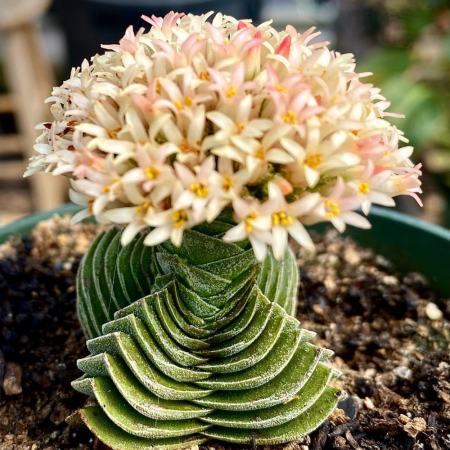 Crassula Buddha’s Temple în ghiveci - formă arhitecturală [2]