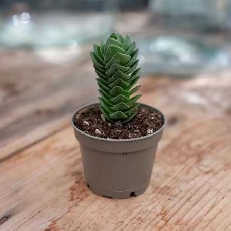 Crassula Buddha’s Temple în ghiveci - formă arhitecturală [1]