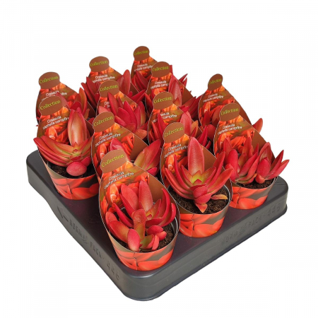 Crassula Campfire în ghiveci – frunze roșu intens, formă compactă [1]