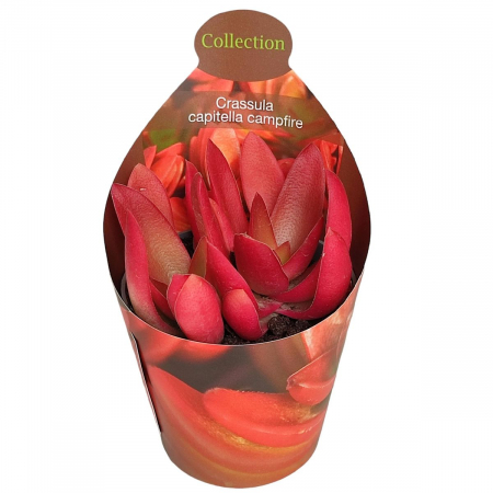 Suculente - Crassula Campfire în ghiveci – frunze roșu intens, formă compactă
