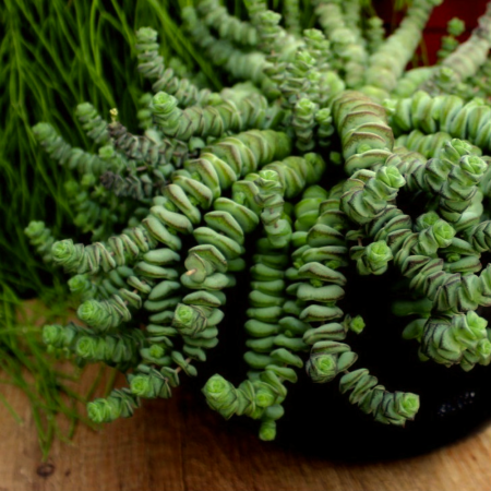 Crassula Hottentot în ghiveci - tulpini verzi curgătoare [2]