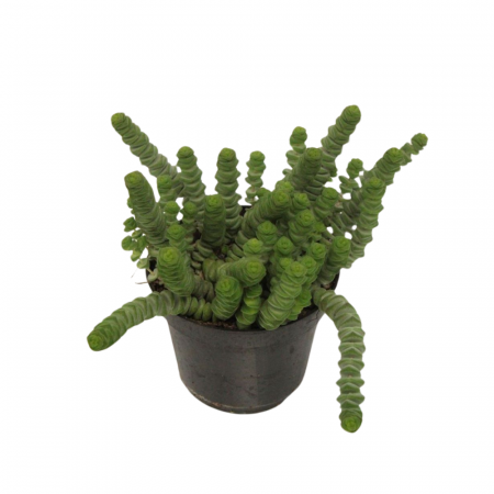 Crassula Hottentot în ghiveci - tulpini verzi curgătoare [1]