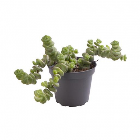 Suculente - Crassula Hottentot în ghiveci - tulpini verzi curgătoare