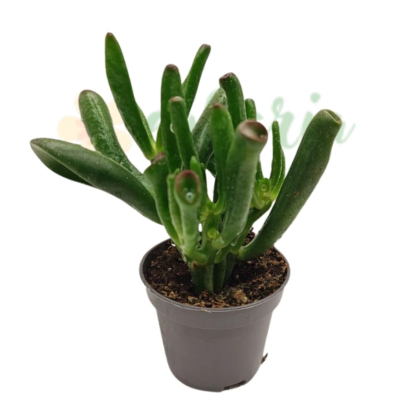 Suculente - Crassula ovata 'Coral'