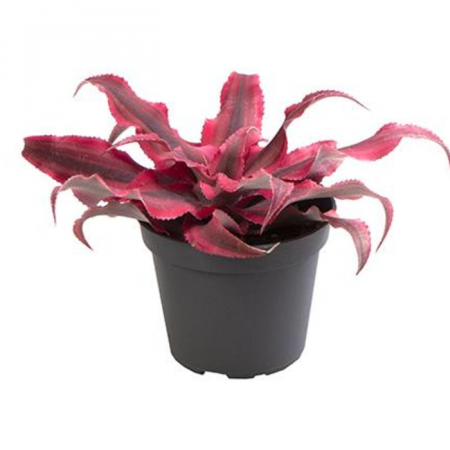 ... Alte plante de interior - Cryptanthus bivittatus