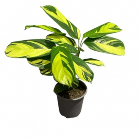 Plante de interior - Ctenanthe Golden Mosaic în ghiveci - frunze galben-verde striate