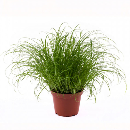 Plante pentru balcon, terasă, verandă sau grădină - Cyperus alternifolius 'Zumula'
