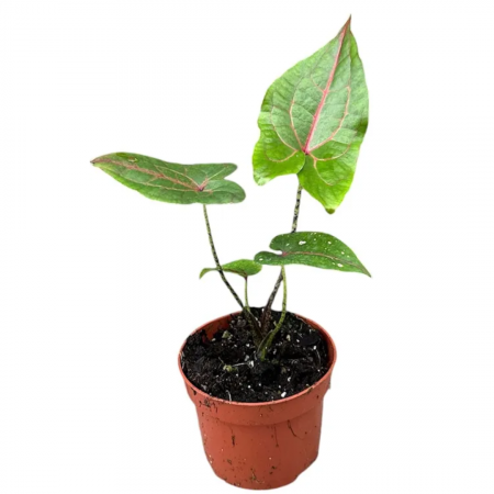 ... Alte plante de interior - Cyrtosperma johnstonii