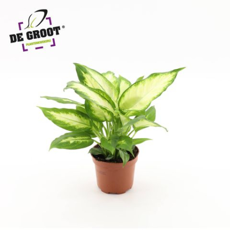Dieffenbachia - Dieffenbachia Camilla - ornamental houseplant with green and cream variegated foliage
