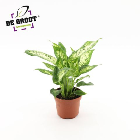 Dieffenbachia - Dieffenbachia Compacta - compact indoor plant with green and cream variegated foliage