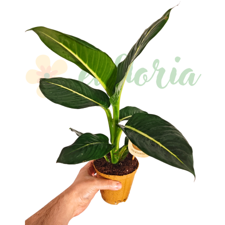 Easy-care plants - Dieffenbachia 'Sterling' - tropical indoor plant with silvery-green variegated foliage