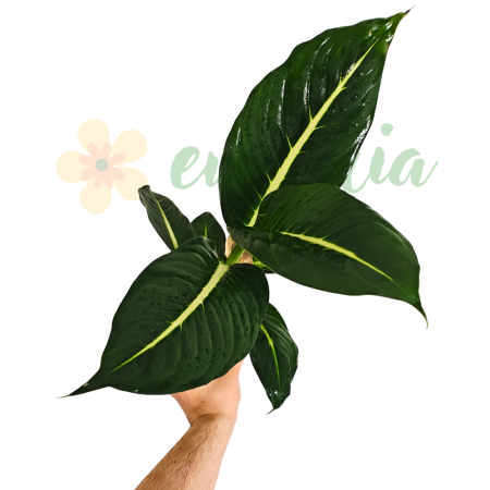 Dieffenbachia 'Sterling' - tropical indoor plant with silvery-green variegated foliage [1]