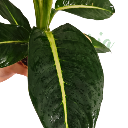 Dieffenbachia 'Sterling' - tropical indoor plant with silvery-green variegated foliage [2]