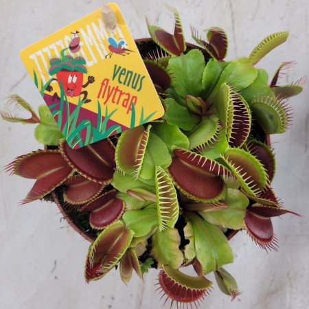 Dionaea muscipula - plantă carnivoră Venus Flytrap cu capcane verzi dințate [1]