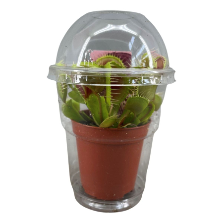 Venus Flytrap – Cea mai faimoasă plantă carnivoră din lume [0]