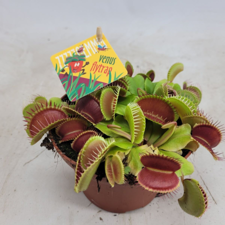 Dionaea muscipula - plantă carnivoră Venus Flytrap cu capcane verzi dințate [0]