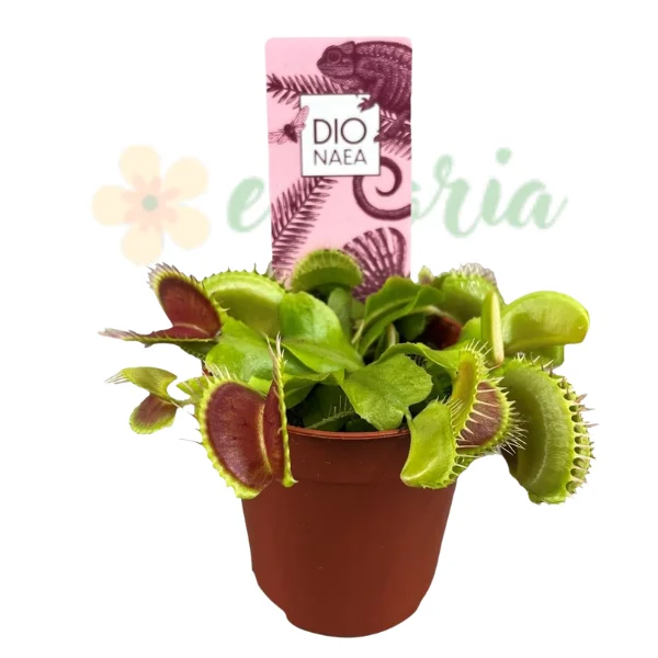Plants for terrariums - Venus Flytrap – Cea mai faimoasă plantă carnivoră din lume