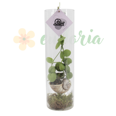 Plante speciale - Dischidia platyphylla D11cm — frunze plate epifită