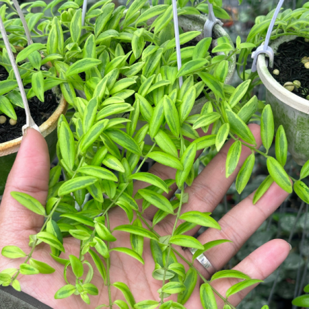 Precomandă - Dischidia romawi cu frunze mici carnoase rotunde