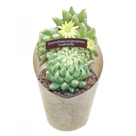 Suculente - Cactus Mostruosa în ghiveci - formă rotundă, compactă