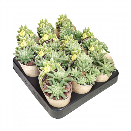 Cactus Mostruosa în ghiveci - formă rotundă, compactă [2]